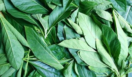 Bitter Leaf Soup in Pregnancy: Health Benefits and Side Effects | Babymigo